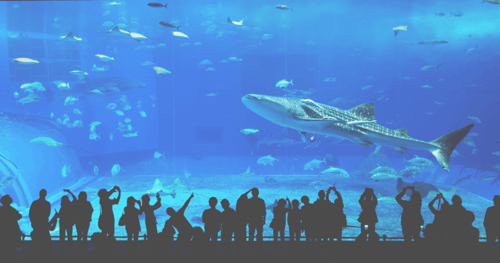 沖縄観光 町スポ 美ら海水族館